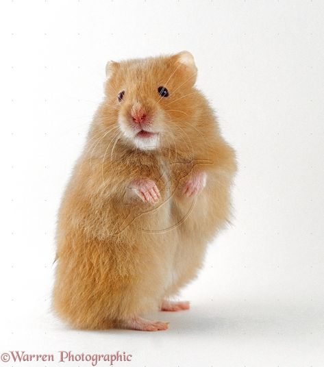 Golden Hamster (Mesocricetus auratus) standing on hind legs. Golden Hamster, Hamster Pics, Cute Potato, Funny Hamsters, Syrian Hamster, Cute Hamsters, Zen Art, Hamsters, Rodents