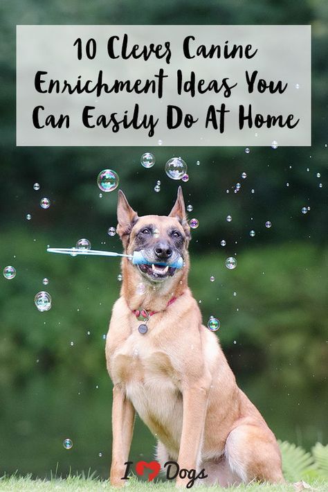 10 Canine Enrichment Ideas You Can Do At Home Dogs Silly, Canine Enrichment, Brain Games For Dogs, Dog Enrichment, Dog Games, Dog Brain, Early Reading, Dog Stories, Cute Dog Pictures