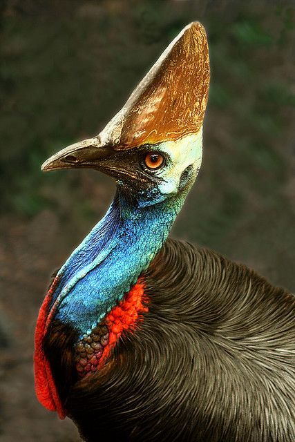 Cassowary. Flightless Bird.  Southern Cassowary (Casuarius casuarius). Dangerous bird when provoked  - has attacked and killed people. Tropical Rainforest, North  Queensland, Australia. Rare and endangered. Protected species. Regard Animal, Flightless Bird, Kinds Of Birds, Australian Birds, Endangered Animals, Australian Animals, Exotic Birds, Tropical Birds, Pretty Birds