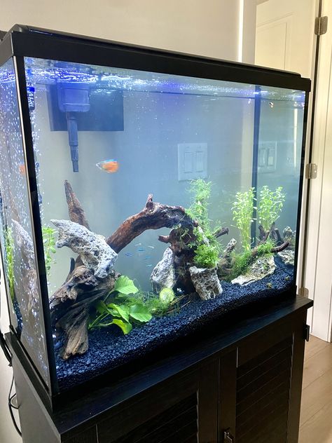 We changed our small 15 gallon tank to this beautiful 37 gallon. Saw some really beautiful aquascaping and thought to try it myself. Had to submerge the driftwood for 4 days because of its buoyancy and still attached rock to secure. I have glued Java moss and wrapped as much as I could around. Very hard to secure. Anyone have tips as to how this will grow. Looking for a carpet effect and should I trim the moss? Java Moss, Aquascaping, Try It, Java, Carpet, Trim