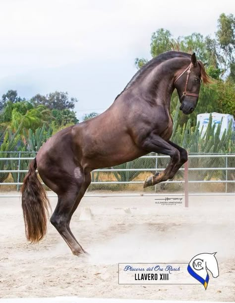 Llavero XIII, PRE stallion. Photo Blanca Sarait Peña‎ Baroque Horse, Liver Chestnut, Lusitano Horse, Horse Anatomy, Horse Inspiration, Andalusian Horse, Chestnut Horse, Love Animals, Horse Sculpture