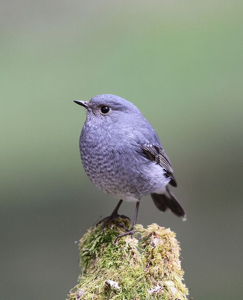 The Plumbeous Water Redstart (Rhyacornis fuliginosa) is a species of bird in the Muscicapidae family. It is found in Afghanistan, Bhutan, China, India, Laos, Myanmar, Nepal, Pakistan, Taiwan, Thailand, and Vietnam. Kinds Of Birds, Nature Birds, All Birds, Exotic Birds, Bird Pictures, Pretty Birds, Bird Photo, Colorful Birds, Cute Birds