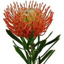 Red Pincushion Protea Stem - click to enlarge Gift Basket Items, Pincushion Protea, Protea Flowers, Hawaiian Leis, Mini Calla Lilies, Hypericum Berries, Flowers Tropical, Protea Flower, Tropical Wedding Flowers