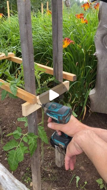 Sawdust Society on Instagram: "Homemade Tomato Supports: Simple & Sturdy

Today, I'm showing you how to create easy and effective supports for your tomato plants using just a few pieces of scrap wood and some screws! 🛠️✨ This simple project is not only sturdy but also super easy to dismantle when autumn rolls around. Say goodbye to flimsy stakes and hello to a reliable support system for your garden! 🌿💪
Watch me transform these materials into the perfect tomato support, and get ready to boost your garden game! 🌼🌞
👉 Follow along for the step-by-step guide and let’s grow those tomatoes together! 🍅❤️ #GardenDIY #SustainableGardening #HomeGardening #DIYProjects
#TomatoSupport #GardenDIY #HomeGardening #DIYProjects #GardenTips #VegetableGardening #TomatoSeason #GardeningHacks #UrbanGarde Tomato Supports, Tomato Support, Tomato Season, Garden Games, Tomato Cages, Sustainable Garden, Tomato Plants, Support System, Scrap Wood