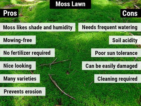 Moss Lawn Pros And Cons – World of Garden Plants Snow Queen Pothos, Variegated Pothos, Moss Lawn, Marble Queen, Marble Queen Pothos, Growing Moss, Lawn Alternatives, Gothic Garden, Permaculture Design