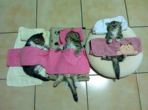 Slumber Party... Click the link--19 hilarious reasons that cats are better than dogs. Absolutely hysterical :o) Sleeping Kitten, Two Cats, Sleepy Cat, Cat Sleeping, Cute Kittens, Crazy Cat Lady, 귀여운 동물, Crazy Cats, Cat Pics