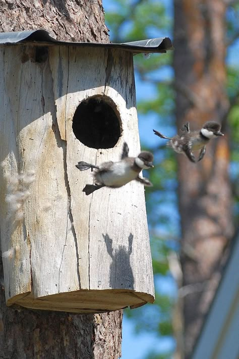 The Nest, Birds Flying, Birdhouse, In The Woods, A Tree, Birds