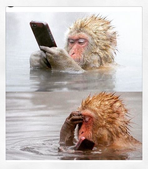 When autocorrect plays clever . #auto#correct#autocorrect#phone#iphone#write#funny#text#words#play#android#samsung#issue#classy#trend#things#anoying#anoy#stupid#haha#gag#monkey#water#check#long#humor#touchscreen#imessage#dictionary by lucleviheartman Funny Monkey, Memes Of The Day, Wrong Turn, Monkeys Funny, Family Funny, 웃긴 사진, Animal Pics, Morning Humor, Geocaching