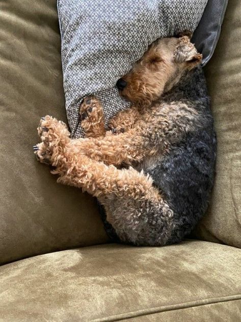 Welsh Terrier Puppy, Airedale Dogs, Welsh Terrier, Wire Fox Terrier, Puppies And Kitties, Airedale Terrier, Fox Terrier, Cute Animal Pictures, Cute Creatures