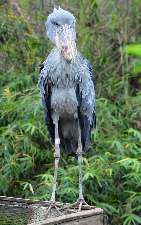 The Shoebill (Balaeniceps rex, also known as Whalehead or Shoe-billed Stork) in Tampa's Lowry Park Zoo (Florida). Shoebill Bird, Balaeniceps Rex, Shoebill Stork, Animals Tattoo, Tattoo Nature, Tattoo Animal, Unique Faces, Rare Birds, Wallpaper Nature