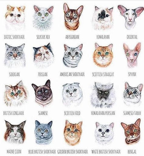 Cute Cats Black, Cat Astrology, Cat Room Diy, Cats Behavior, Cat Breeds Chart, Largest Domestic Cat, Dog Bear, Cutest Pets, Cat Info