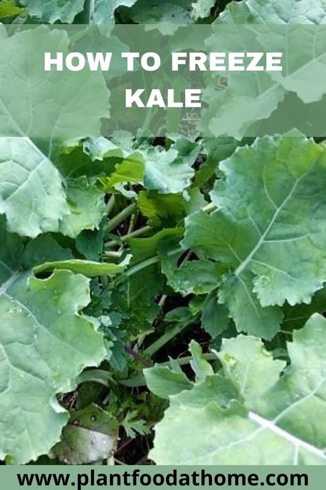 Find out how to freeze kale and preserve your vegetable garden harvest. Also learn how to use frozen kale in recipes. #howtofreezekale #preservekale #kale #vegetablegarden #plantfoodathome Harvesting Kale, Freezing Kale, Kale Plant, Growing Kale, Potted Fruit Trees, Green Kale, Kale Leaves, Green Superfood, Kale Smoothie