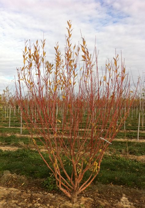 Salix "Flame" - Flame Willow Flame Willow, Underground Storm Shelters, Sun Tunnels, Maine Garden, 4 Car Garage, Gardening Equipment, Storm Shelter, Plants Outdoor, Garden Equipment