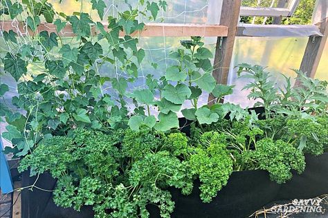 Cucumber Trellis Ideas, Tips, & Inspiration for Vegetable Gardens Cucumber Trellis Ideas, Growing Cucumbers Vertically, Climbing Plants Trellis, Cucumber Varieties, Garden 2023, Cucumber Trellis, Trellis Ideas, Backyard Fence, Cucumber Plant