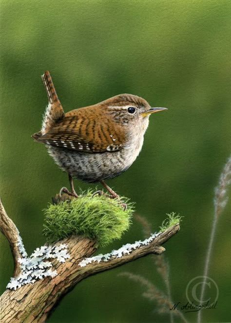 Wren Photos, Bird Poses, Wild Birds Photography, House Wren, Wren Bird, Fat Bird, Garden Birds, Nature Birds, Backyard Birds