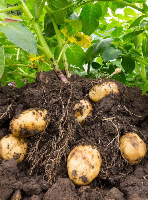 Kentucky Garden, Potatoes Garden, Potato Companion Plants, Potato Planting, Potato Plant, Potato Gardening, Irish Potatoes, Future Garden, Potato Onion