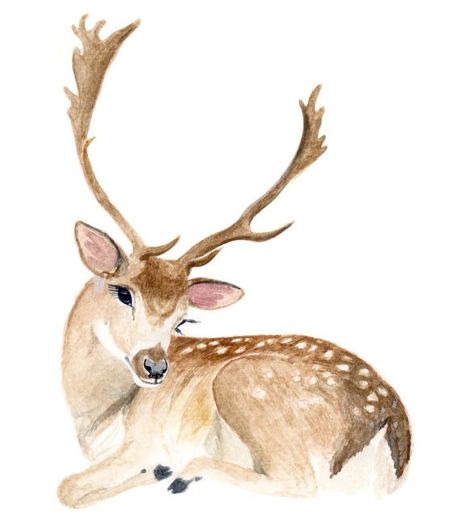 Deer Art Print, Deer Drawing, Deer Illustration, Deer Art, A Deer, Baby Art, Illustration Inspiration, Watercolor Animals, Wildlife Art