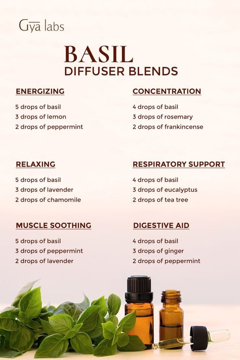 Experience the refreshing and invigorating benefits of Basil essential oil blends.
#GyaLabs #Basil #BasilEssentialOil #BasilLeafs #Oils #EssentialsOils #Aroma #Diffuser #Blends #Beauty #Cosmetic #Aromatheraphy #Relaxation #Diffuserblends #Essentialoilblends Basil Essential Oil Blends, Essential Oil For Skin, Aromatherapy Oil Blends, Magick Oil, Massage Candles, Scent Blends, Essential Oil Perfumes Recipes, Candles Making, Essential Oil Combinations