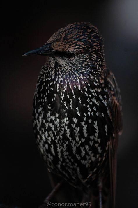 Common Starling (Sturnus vulgaris) [2848x4288] [OC] Starling Aesthetic, Starling Bird, Common Starling, Books 2024, Images Of Animals, City Folk, List Of Animals, Starling, Animals Images