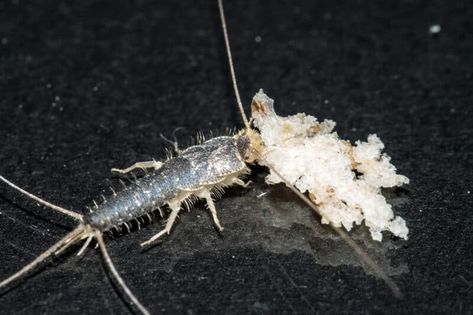 How To Get Rid of Silverfish Silver Fish How To Get Rid Of, Silver Fish Bug, Get Rid Of Silverfish, Woodlice, Earwigs, Silver Fish, Beneficial Insects, In Bathroom, Garden Tips