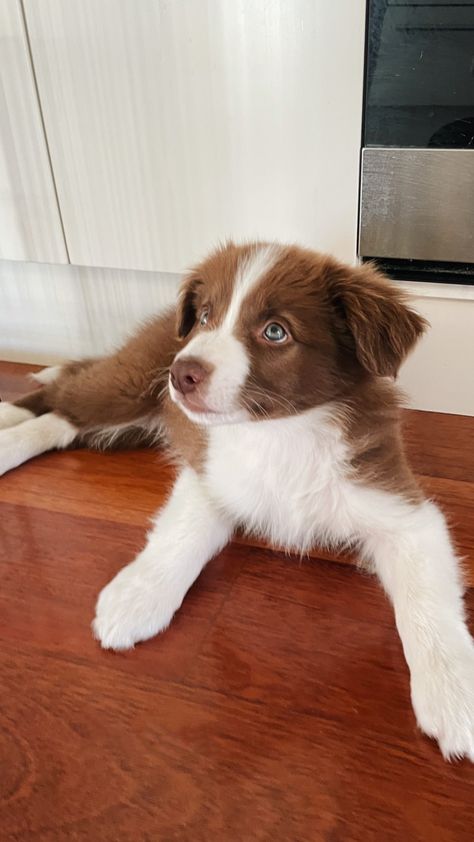 Brown Border Collie, Puppy Farm, Border Collie Puppy, Dog Tumblr, What Should I Wear Today, Aussie Puppies, Border Collie Puppies, Super Cute Puppies, Whole Earth