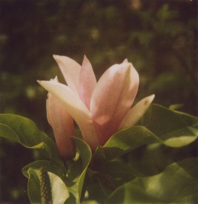 Pink Green Brown Aesthetic, Dull Pink Aesthetic, Wild Rose Aesthetic, Ode To The West Wind, Pinterest Cover Image, Flowers Photography Aesthetic, Pink Aesthetic Flowers, Pink Flowers Aesthetic, Flower Edit