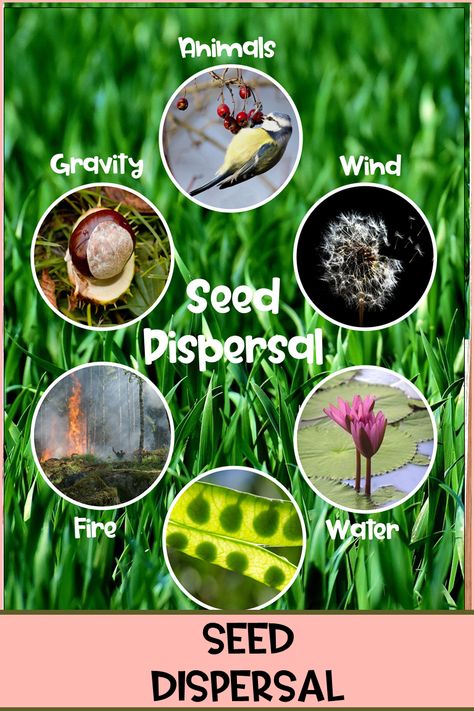 Seed Dispersal KS2 Year 3 Are you learning about plants, in particular seed dispersal? These print and go activities plus power point has everything you need to teach your class all about how and why seeds are dispersed away from the parent plant. #seeddispersal #plants #seeddispersalactivities #plantactivitiesks2 #wolfiesresources #wolfiesresources Dispersal Of Seeds, Seed Dispersal Activity, Seed Dispersal, Plant Activities, Plants Unit, Montessori Materials, Go Green, Botany, Kindergarten Activities