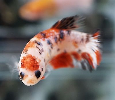 Orange-Koi-HMPK-Halfmoon-Plakat-Female-K026 Female Betta Fish, Female Betta, Orange Koi, Koi Betta, Betta Aquarium, Fishing For Beginners, Betta Fish Tank, Fish For Sale, Aquarium Design