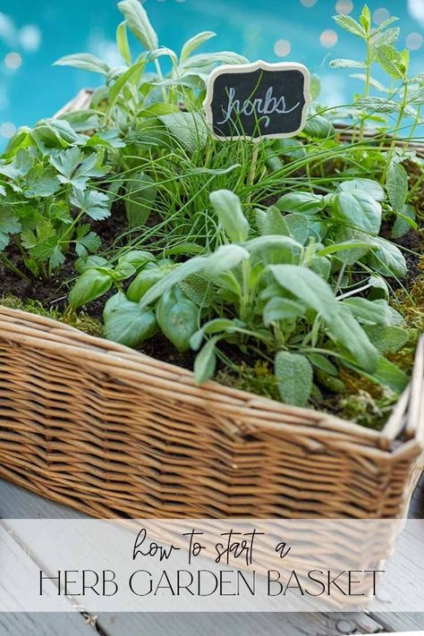 How to Make a Herb Garden Basket pin Container Herb Garden Patio, Herb Garden Basket, Planter Box Herb Garden, Herb Bowl Planter, Herb Garden Gift Ideas Diy, Herb Basket Gift Ideas, Herb Planter Ideas Indoor, Herb Gift Basket, Herb Garden Ideas Indoor