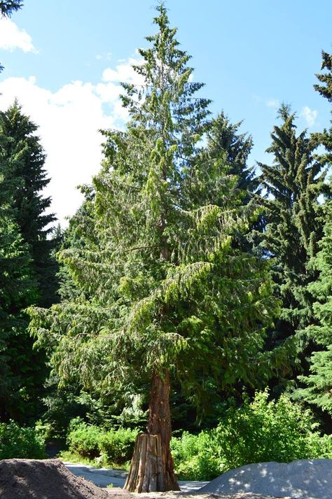 Western red cedar (Thuja plicata) Story Settings, Thuja Plicata, Evergreen Garden, Bald Cypress, Cedar Tree, Conifer Trees, Aromatic Oils, Travel Canada, Cedar Trees