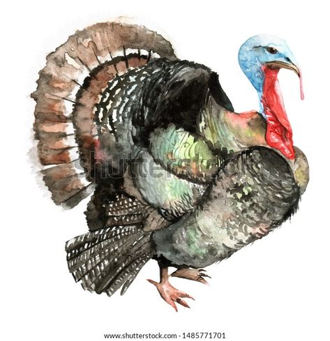 Turkey Watercolor, Watercolor Turkey, Watercolor Thanksgiving, Farm Animal Paintings, Watercolour Animals, Turkey Painting, Turkey Bird, Turkey Art, Fall Drawings