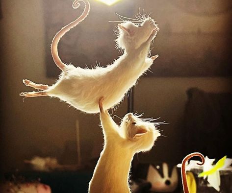 Funny Taxidermy, Bad Taxidermy, Tree Rat, Dancing Pose, Animal Head Wall, Ballet Poses, Trophy Hunting, Taxidermy Art, Curiosity Shop