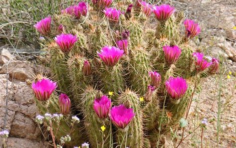 Hedgehog Cactus, Desert Pictures, Dry Desert, Southwest Desert, Mojave Desert, Plant List, Cacti And Succulents, Rocky Mountains, Palm Springs