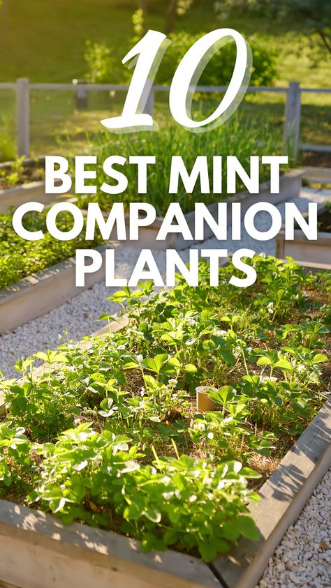 Planting Mint Outside, Planting Mint In Pots, Mint Container Garden, Mint Garden Bed, Growing Mint Outdoors, Growing Mint In Pots, Sweet Mint Plant Uses, Mint Companion Plants, How To Propagate Mint