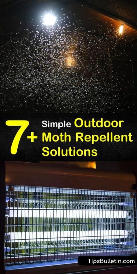 Learn how to get rid of adult moths such as pantry moths using simple forms of pest control. Kill a clothes moth before it can lay eggs and turn into destructive moth larvae by changing the outdoor lighting and using a DIY moth repellent. #mothsoutside #moths #mothrepellent Moth Repellant Diy, How To Get Rid Of Moths Outdoors, How To Get Rid Of Moths, How To Get Rid Of Moths In The House, Moth Larvae, Getting Rid Of Moths, Types Of Moths, Pantry Moths, Lighting Bugs