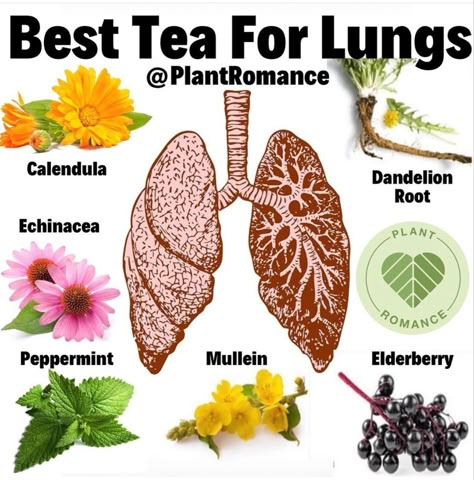 Tea For Lungs, Books And Tea, Tea Remedies, Healing Tea, Medical Herbs, Magic Herbs, Natural Healing Remedies, Herbal Healing, Home Health Remedies