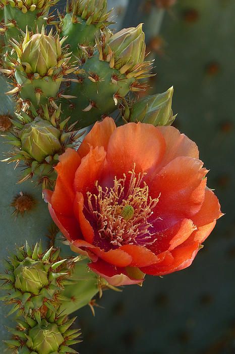 Desert Beauty Cactus Bloom, Bouquet Champetre, Cactus Paintings, Blooming Cactus, Pear Cactus, Prickly Pear Cactus, Desert Flowers, Cactus Flowers, Cactus Plant