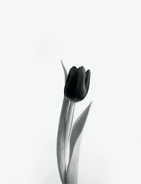 Free stock photo from Kulbir · Pexels Black Tulips Aesthetic, Black Tulips Aesthetic Wallpaper, Tulips Wallpaper Aesthetic Dark, Tulips Black, Black And White Tulips Wallpaper, Tulip Black Background, Tulip Drawing, Black Tulips, Black And White Flowers