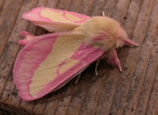 Poodle Moth, Pink Moth, Rosy Maple Moth, Colorful Moths, Cute Moth, Beautiful Insects, Cool Insects, Cool Bugs, Moth Art