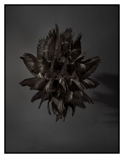 Polly Morgan, One For Sorrow, Simple Complex, Everything All At Once, Taxidermy Art, Vulture Culture, Bird Wings, Cosmic Horror, Feather Wings