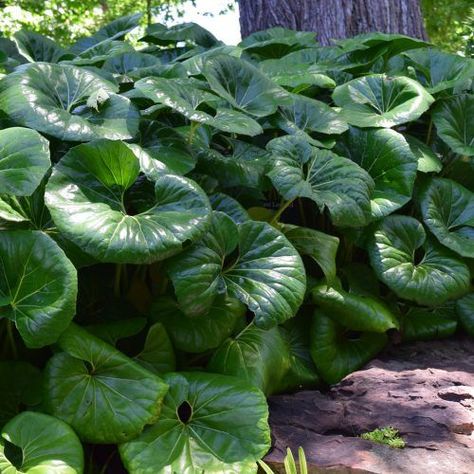 Observatory House, Hawaiian Landscaping, Lake Nursery, Big Leaf Plants, Leopard Plant, Houston Garden, Wishlist Plants, Shadow Garden, Tropical Garden Design