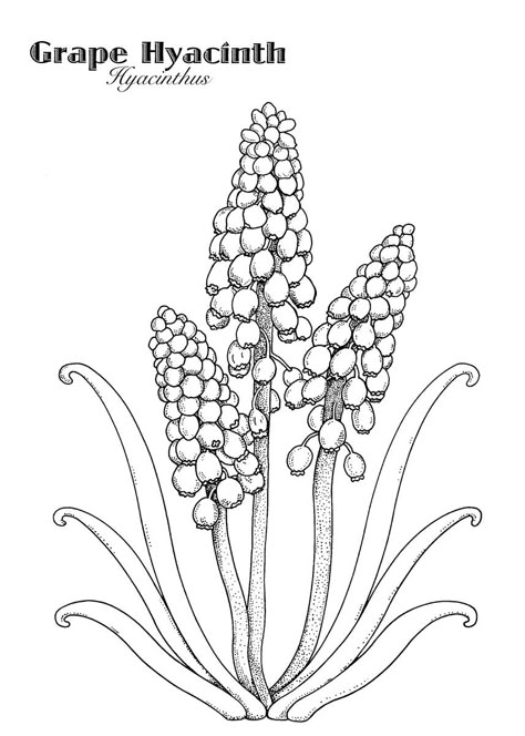 Hyacinth Drawing, Hyacinth Flower, Plant Drawings, Grape Hyacinth, Doodle Art Flowers, Flower Illustrations, Flower Art Drawing, Flower Drawings, Wall Murals Painted