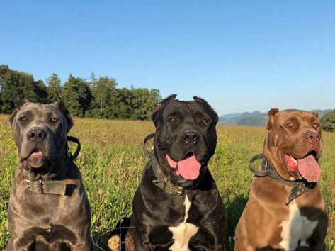 American Bandogge Mastiff North American Mastiff, American Bandogge Mastiff, Pitbull Mastiff, American Mastiff, Presa Canario, Bull Mastiff, Feral Cats, Mountain Dog, Dog Runs