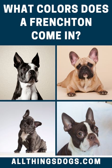 Round headed, flat faced with a snub nose and erect ears, there are a range of Frenchton colors. You will notice them black, brindle, black and white, brown, cream and golden. Read on to learn more about their coat. #frenchton #frenchtoncolors #frenchbulldogbostonterriermix Frenchton Dogs, Frenchton Puppies, Frenchton Dog, Best Apartment Dogs, Snub Nose, Apartment Dogs, Black Dogs, Cute Little Puppies, Little Puppies