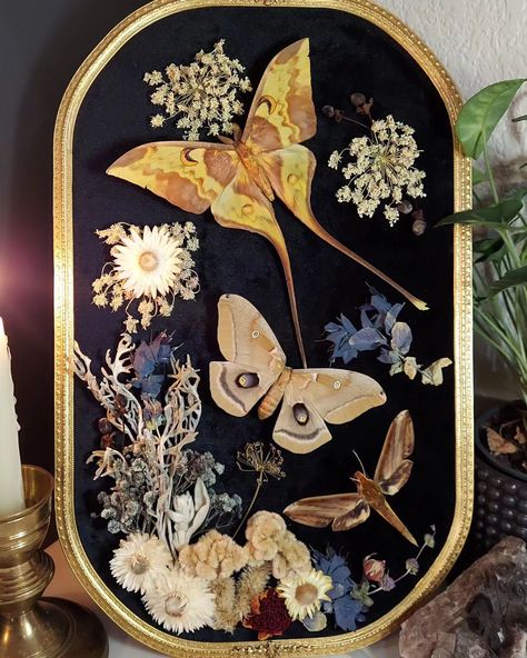 More moths! I just really love creating pieces with them. Antheraea polyphemus, Comet Moth, and a Hawk Moth. . . . . . #natureartist #nature #art #moth #mothart #insectpinning #insectsofinstagram #goblincore #gothicart #goth #vintagedecor #oddities #curiosities #macabre #witchstyle #witchvibes #alt #altfashion #cottagecore #victorian Moth Display, Moth Taxidermy, Comet Moth, Cottagecore Victorian, Oddities Decor, Taxidermy Decor, Moth Art, Hawk Moth, Nature Artists