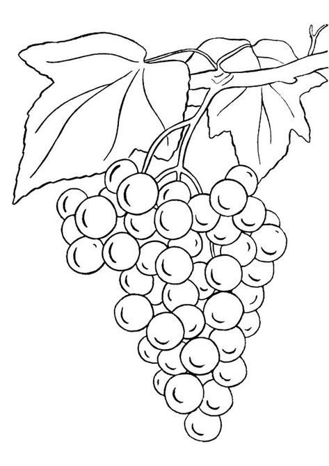 Coloring Page Grape Drawing, Best Coloring Pages, Kids Colouring, Fruit Coloring Pages, Art Lessons Middle School, Abstract Fabric, Kids Coloring Pages, Bible School Crafts, Dog Coloring Page