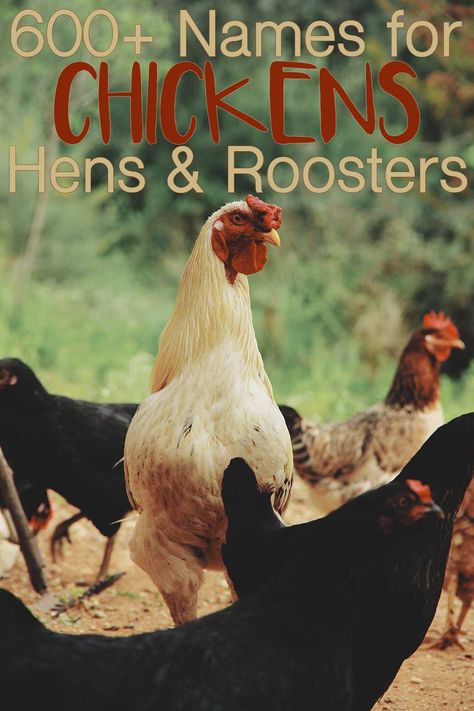 Rooster Names Funny, Chicken Names Hens Funny, Chicken Names Funny, Chicken Names Hens, Names For Chickens, Cute Chicken Names, Old Lady Names, Rooster Names, Chicken Signs