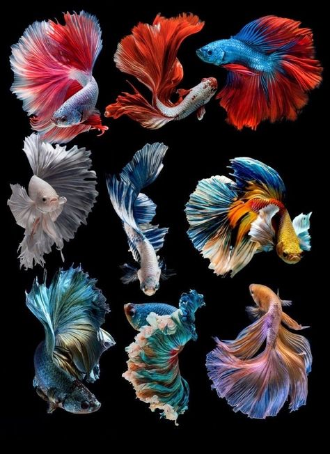 Cool Looking Fish, Beautiful Beta Fish, Beta Fish Photography, Real Jellyfish Photography, Betta Fish Colors, Beautiful Fish Photography, Fish Drawing Reference, Fish Reference Photo, Siamese Fighter Fish