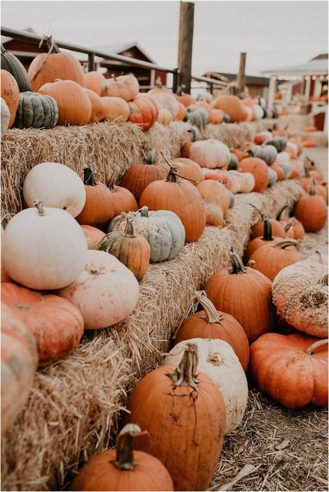 iOS 14 pumpkin patch photo widget fall vibes Vegan Halloween Treat, Peachy Aesthetic, Fall Backgrounds Iphone, October Holidays, Vegan Halloween, Pumpkin Wallpaper, Leaves Changing Color, Cute Fall Wallpaper, Fall Background