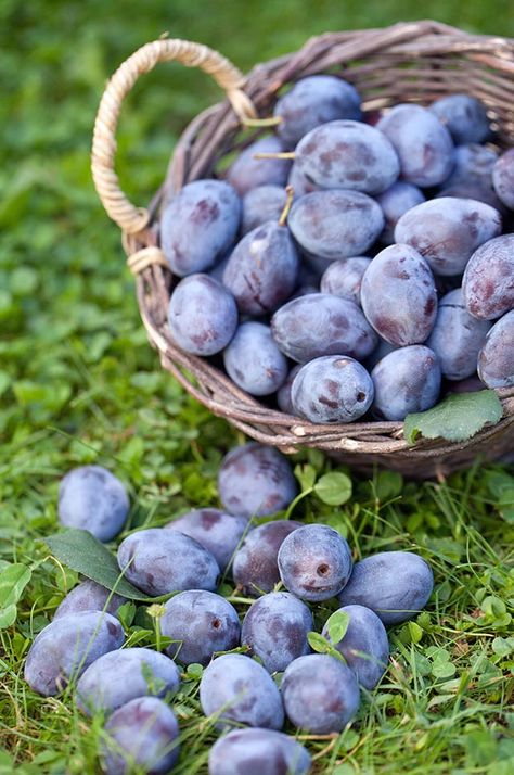 6 reasons to grow sweet little damson plums and how to make damson gin - thisNZlife Damson Plum, Farm Plans, Foraged Food, Fermentation Recipes, Stone Fruits, Plum Tree, Our Place, Stone Fruit, Organic Seeds